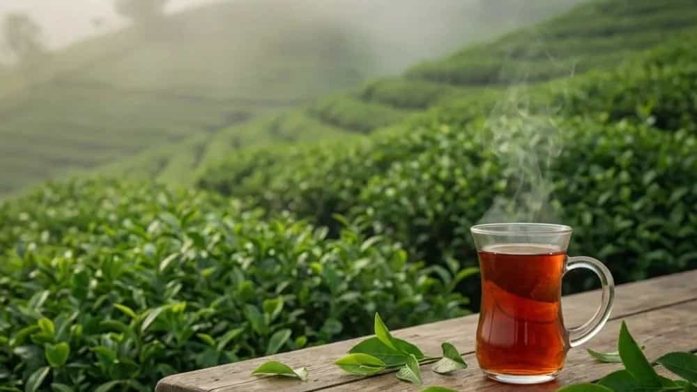 چرا چای بهاره لاهیجان طلا نامیده می‌شود؟ راهنمای تشخیص و دم‌آوری حرفه‌ای